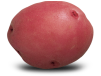 Red Chieftain Potato