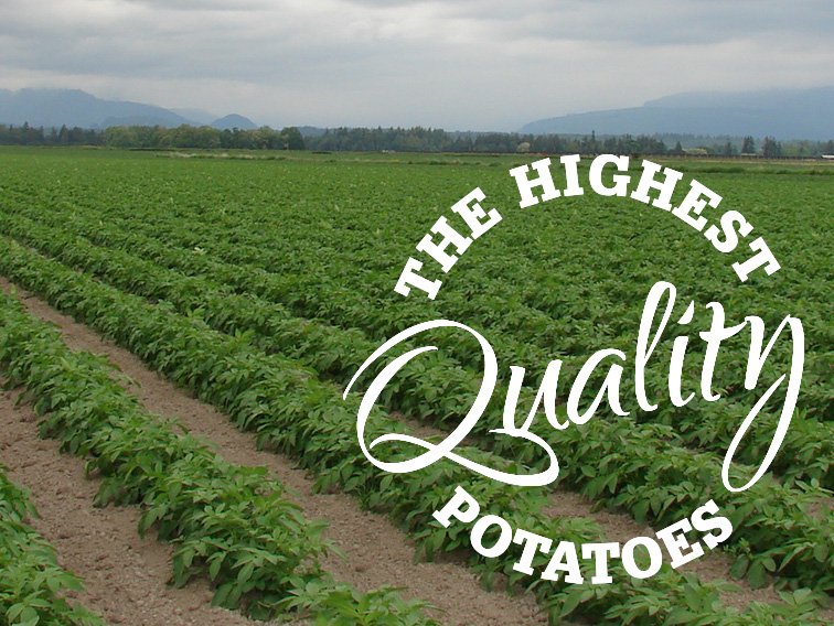 Potatoes Grow in Fertile Skagit Valley Soil